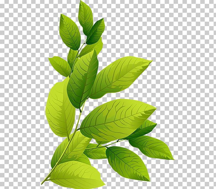 Leaf Tree Branch PNG, Clipart, Branch, Clip Art, Drawing, Herb, Herbalism Free PNG Download