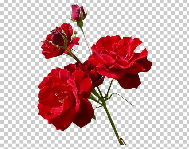 Sin Flower Drawing Day PNG, Clipart, Annual Plant, Artificial Flower, Carnation, China Rose, Cut Flower Free PNG Download