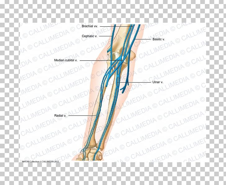 Thumb Vein Forearm Human Anatomy PNG, Clipart, Abdomen, Anatomy, Angle, Arm, Artery Free PNG Download