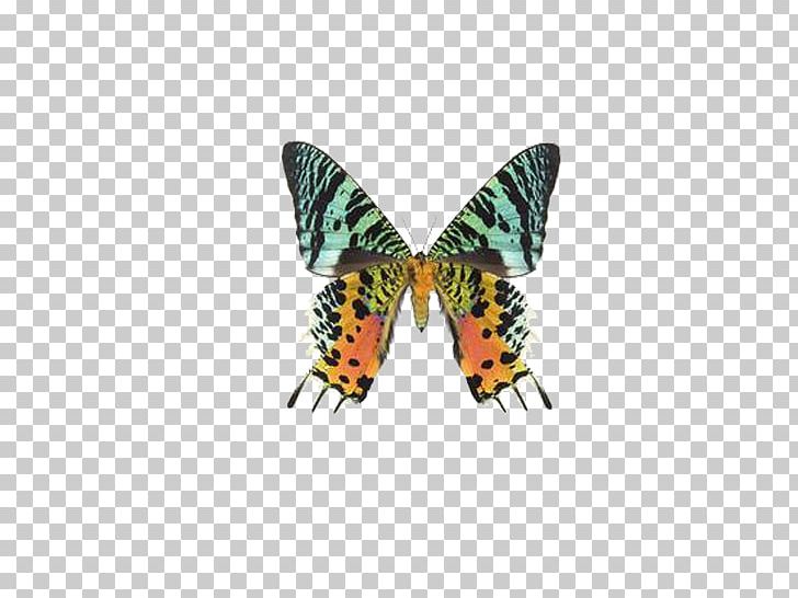 Butterfly Uraniinae Chrysiridia Rhipheus Moth PNG, Clipart, Arthropod, Beautiful Girl, Beauty, Brush Footed Butterfly, Butterflies Free PNG Download