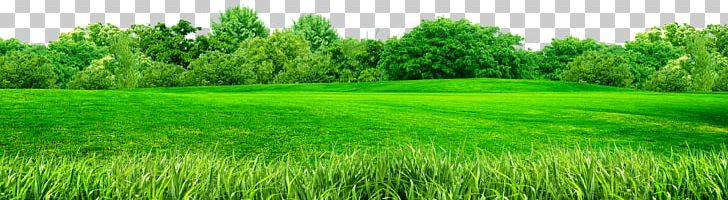 Cynodon PNG, Clipart, Agriculture, Background Green, Chrysopogon Zizanioides, Crop, Encapsulated Postscript Free PNG Download