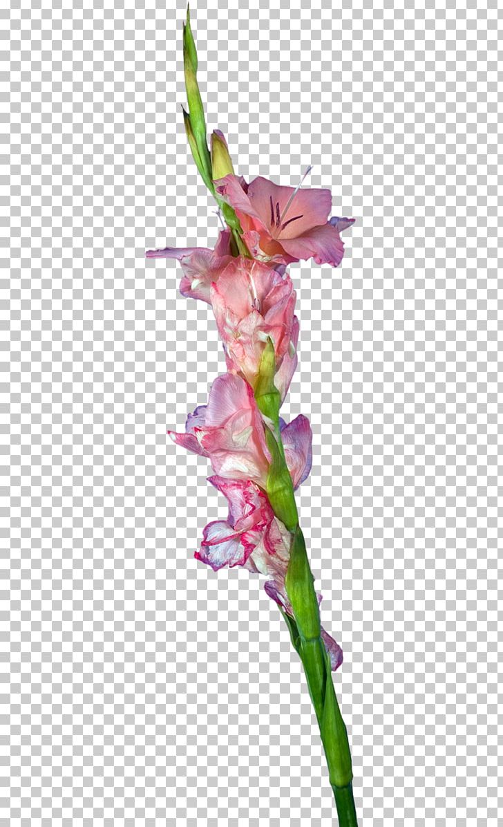Gladiolus Cut Flowers Plant Stem Petal PNG, Clipart, Child, Cicek Resimleri, Cut Flowers, Dandelion, Flora Free PNG Download