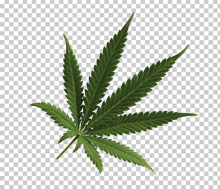 Cannabis Cultivation Leaf Medical Cannabis Spots PNG, Clipart, 420, Cannabis, Cannabis Cultivation, Cannabis Png, Cannabis Shop Free PNG Download