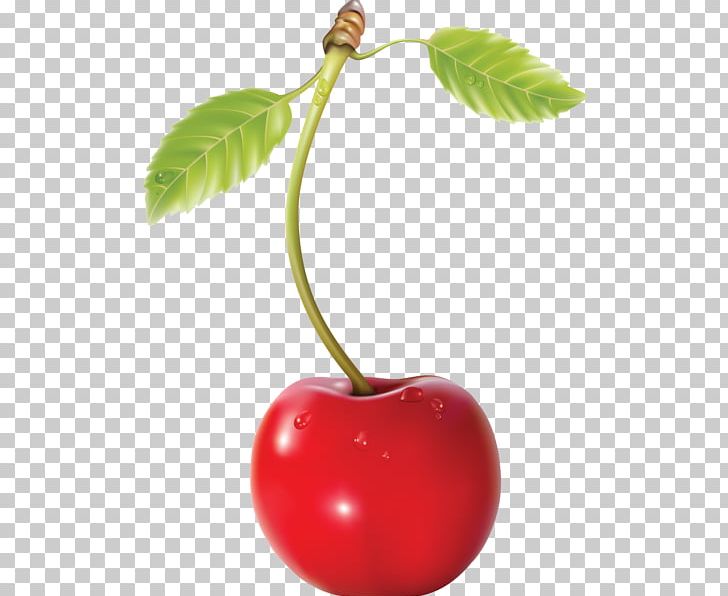 Cherry Cerasus PNG, Clipart, Cerasus, Cherry, Cherry Blossom, Cherry Pie, Creation Free PNG Download