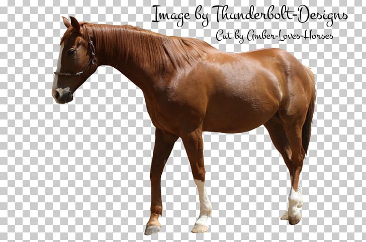 Stallion Mustang Halter Mare Horse Harnesses PNG, Clipart, Halter, Harnesses, Horse, Mare, Mustang Free PNG Download