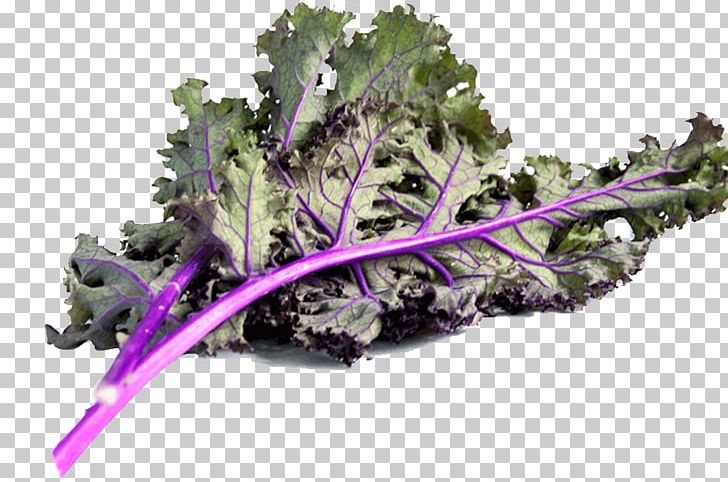 Leaf Vegetable Kale Spring Greens Rapini PNG, Clipart, Food Drinks, Herb, Kale, Lavender, Leaf Vegetable Free PNG Download