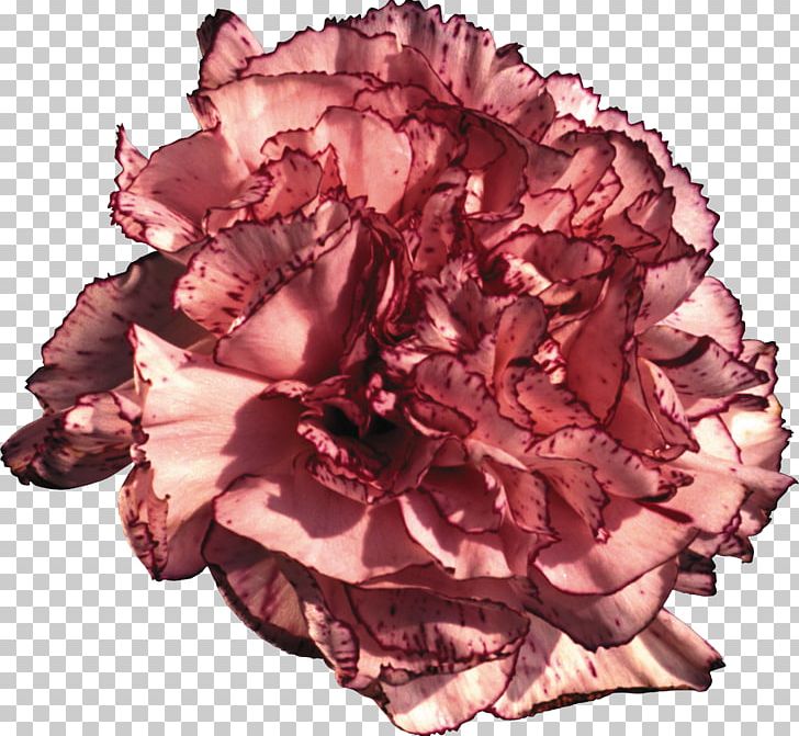 Carnation Cut Flowers Blume Syzygium Aromaticum PNG, Clipart, Blume, Bud, Carnation, Centifolia Roses, Cut Flowers Free PNG Download