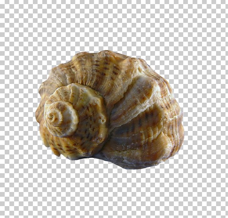 Conchology Sea Snail Seashell PNG, Clipart, Animal, Clam, Clams Oysters Mussels And Scallops, Cockle, Conch Free PNG Download