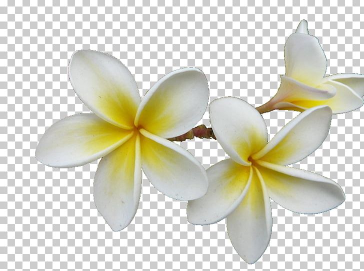 Frangipani Essential Oil Aroma Compound Fragrance Oil PNG, Clipart, Anise, Aroma Compound, Aromatherapy, Candle, Cut Flowers Free PNG Download