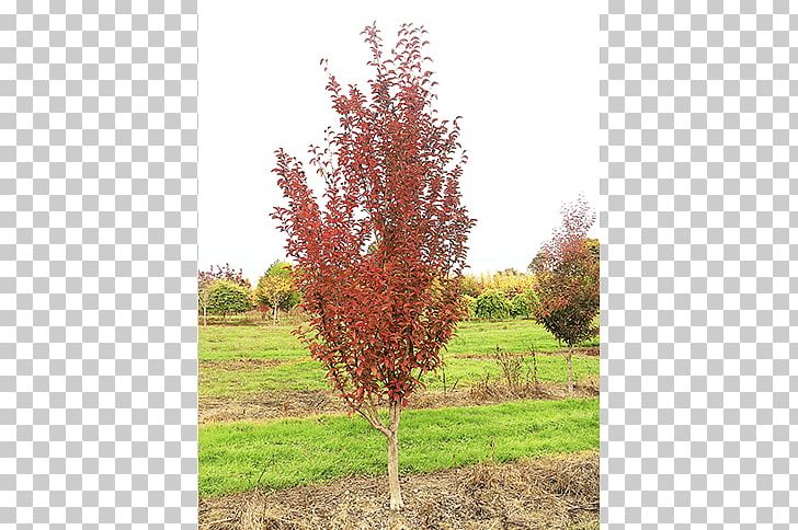 Sugar Maple Big Trees Inc Shrub Nursery PNG, Clipart, Autumn, Autumn Leaf Color, Branch, Color, Deciduous Free PNG Download