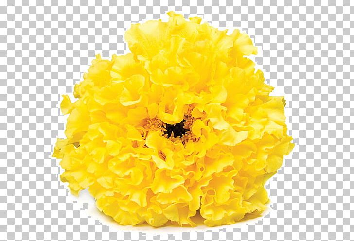 Cut Flowers Chrysanthemum PNG, Clipart, B S, Chrysanthemum, Chrysanths, Cut Flowers, Flower Free PNG Download