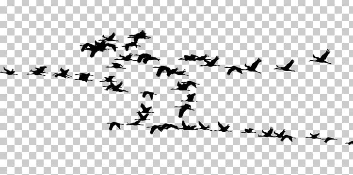 Il Risveglio Degli Europei Bird Migration Crane PNG, Clipart, Amazoncom, Animal Migration, Animals, Beak, Bird Free PNG Download