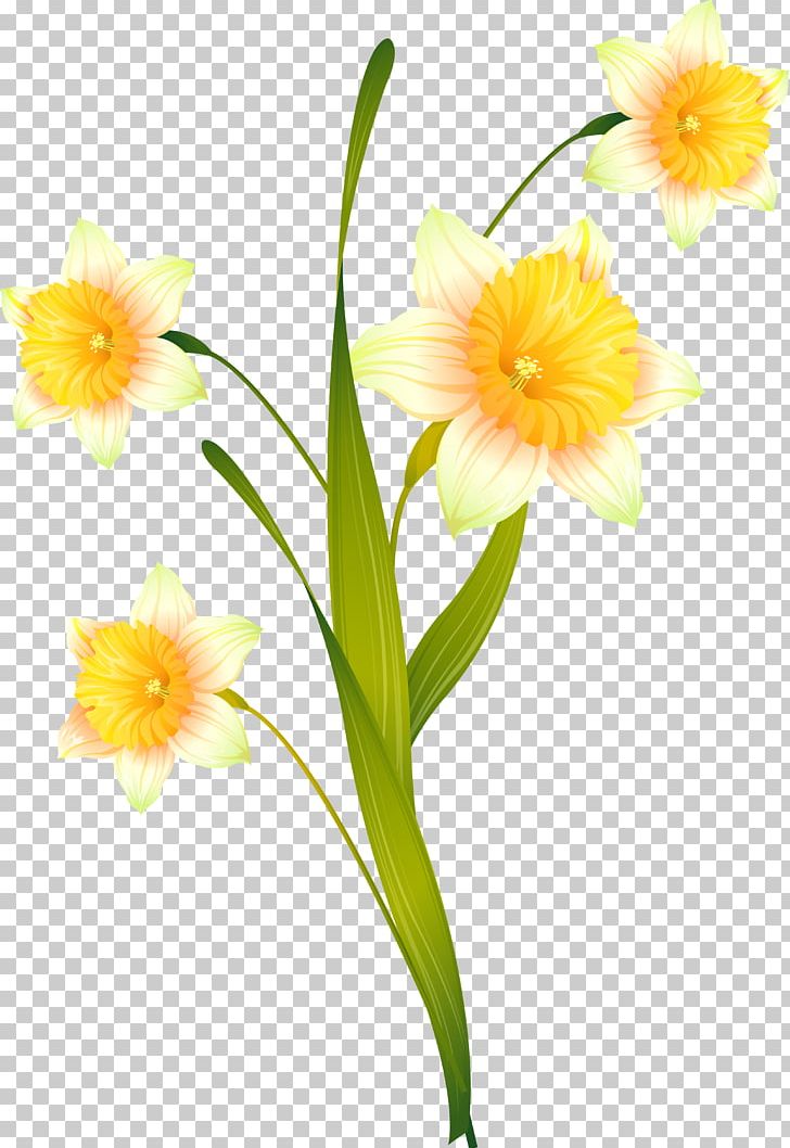 Daffodil Cut Flowers Floral Design Plant Stem PNG, Clipart, Amaryllis Family, Cut Flowers, Daffodil, Daylily, Floral Design Free PNG Download