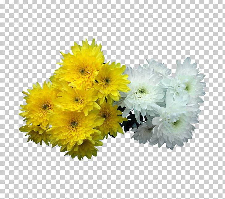Floral Design Transvaal Daisy All Souls Day Cut Flowers Chrysanthemum PNG, Clipart, Albert Camus, All Souls Day, Artificial Flower, Cemetery, Chrysanthemum Free PNG Download