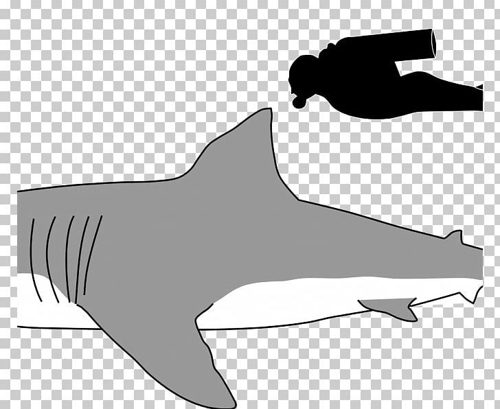 Great White Shark Megalodon Sand Tiger Shark Cat PNG, Clipart, Animals, Apex Predator, Beak, Black, Fauna Free PNG Download