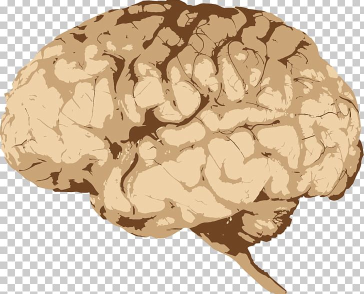 Human Brain Neuron PNG, Clipart, Brain, Brain Health, Brains, Brain Thinking, Brain Vector Free PNG Download