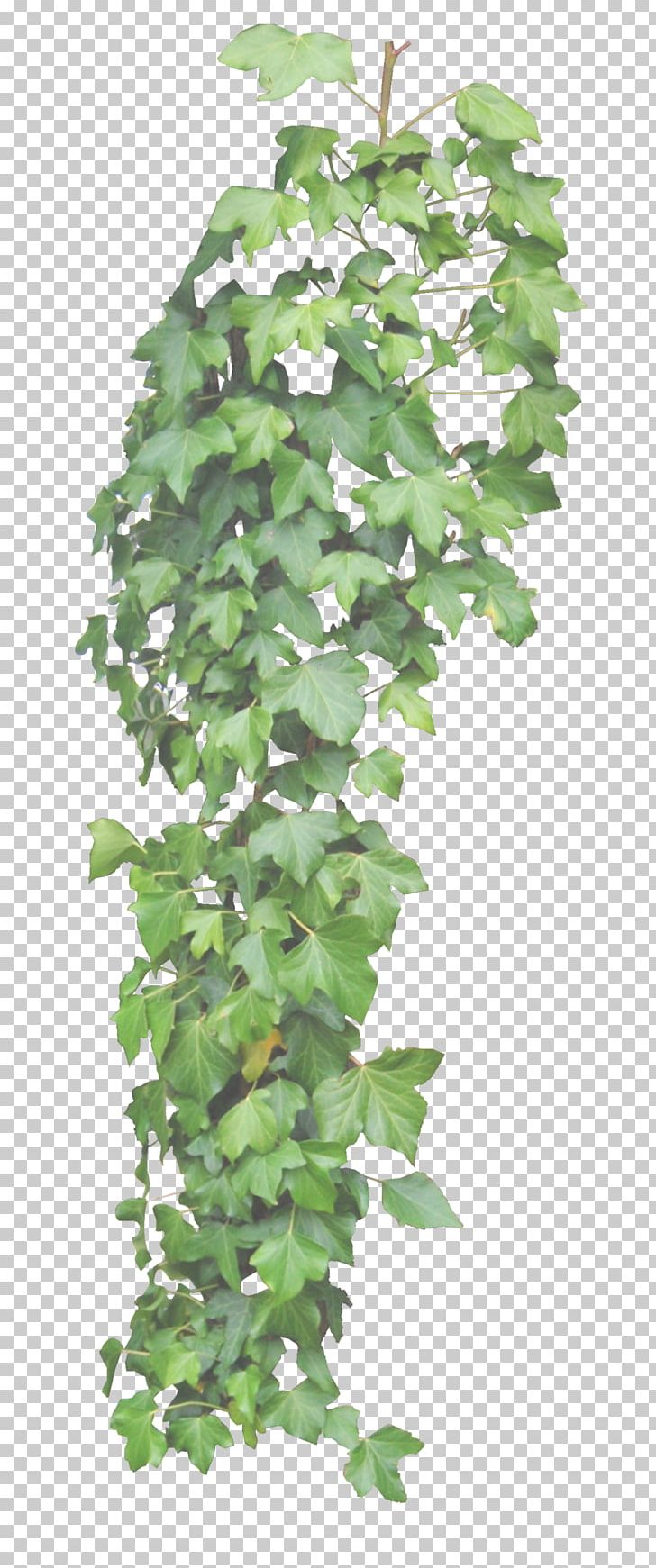 Common Ivy Vine Plant PNG, Clipart, Branch, Common Ivy, Deviantart, Devils Ivy, Flowerpot Free PNG Download