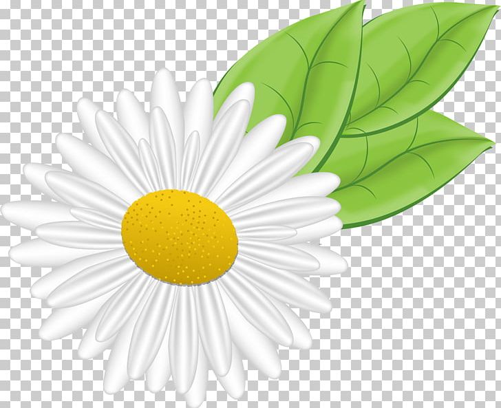 German Chamomile Flower PNG, Clipart, Camomile, Chamomile, Circle, Computer Wallpaper, Daisy Free PNG Download