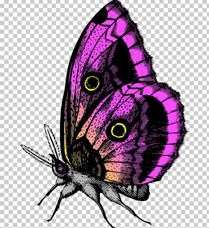 Butterfly Computer Icons PNG, Clipart, Arthropod, Brush Footed Butterfly, Butterfly, Color, Computer Icons Free PNG Download
