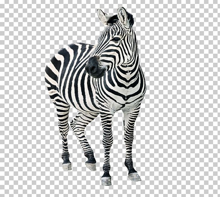 Ehlersu2013Danlos Syndromes Connective Tissue Disease Genetic Disorder Hypermobility Ehlers-Danlos Society PNG, Clipart, Animal, Animals, Chronic Pain, Decorative, Disease Free PNG Download