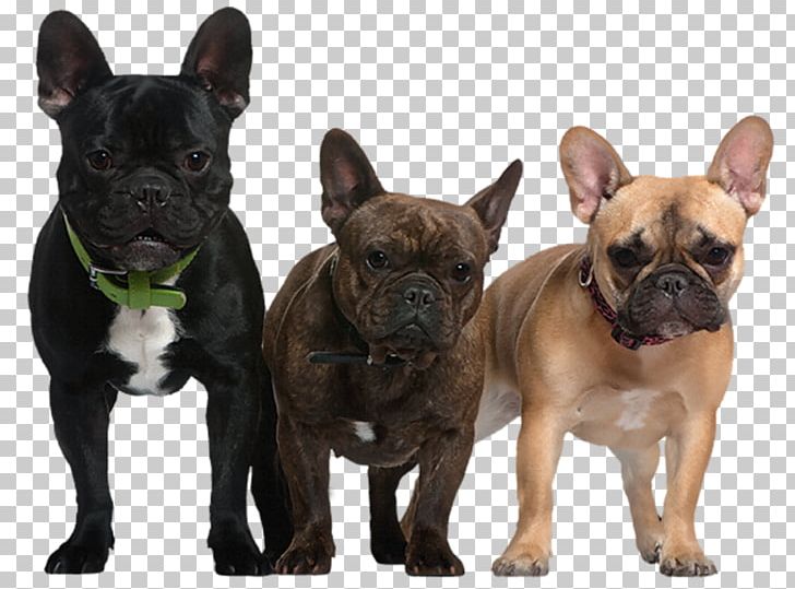 French Bulldog Newfoundland Dog Puppy PNG, Clipart, Animals, Bulldog, Carnivoran, Clipart, Collar Free PNG Download