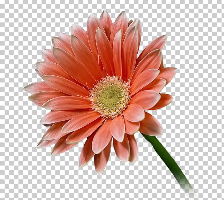 Transvaal Daisy Cut Flowers Chrysanthemum Rose PNG, Clipart, Blume, Chrysanthemum, Chrysanths, Cicekler, Cut Flowers Free PNG Download
