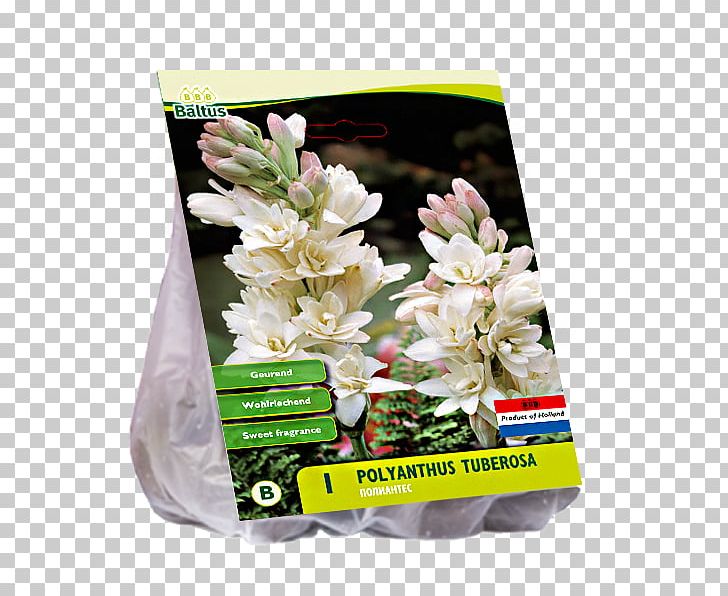 Tuberose Cut Flowers Van Zyverden Inc PNG, Clipart, Cut Flowers, Flower, Others, Plant, Polianthes Free PNG Download