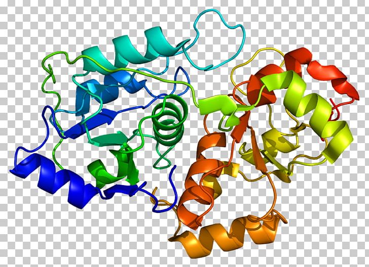 Protein MT-ND1 Nitrosylation Rhodanese Gene PNG, Clipart, Area, Artwork, Cell, Chromosome 15 Human, Enzyme Free PNG Download
