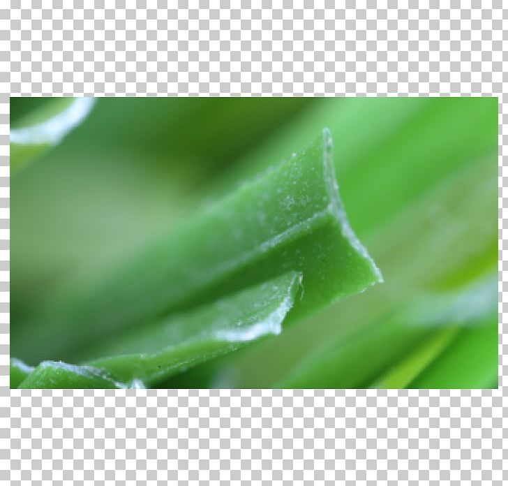 Close-up PNG, Clipart, Artificial Grass, Closeup, Closeup, Dew, Grass Free PNG Download