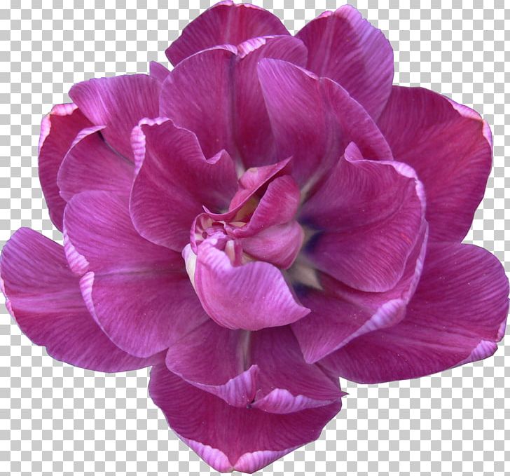 Flower Tulip Lilac Peony Violet PNG, Clipart, Black Tulip, Color, Cut Flowers, Flower, Flowering Plant Free PNG Download