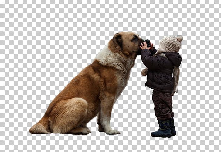 Australian Cattle Dog Central Asian Shepherd Dog Bulldog Australian Stumpy Tail Cattle Dog German Shepherd PNG, Clipart, Australian Cattle Dog, Bulldog, Captain, Carnivoran, Central Asian Shepherd Dog Free PNG Download