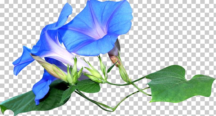 Flower Morning Glory PNG, Clipart, Annual Plant, Bellflower Family, Cicek Resimleri, Download, Encapsulated Postscript Free PNG Download