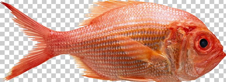 Northern Red Snapper Photography Getty S Food PNG, Clipart, Animal Source Foods, Fauna, Fish, Food, Getty Images Free PNG Download