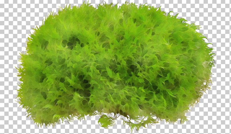 Grass Green Plant Leaf Thuya PNG, Clipart, Aquarium Decor, Flower, Grass, Green, Herb Free PNG Download