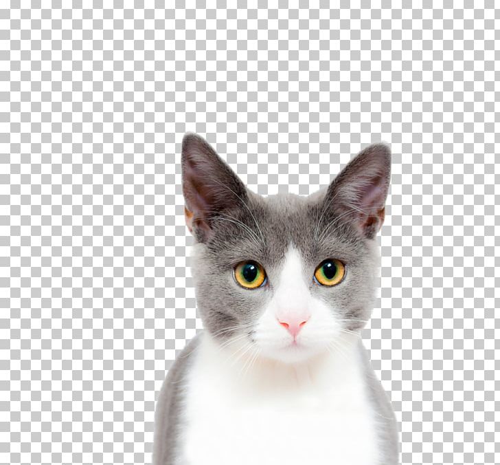 Cat Kitten Dog Felidae PNG, Clipart, American Wirehair, Animals, Asian, Big Cat, Carnivoran Free PNG Download