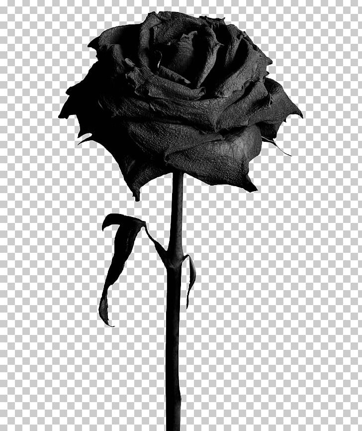 Garden Roses Black Rose Stock Photography Flower PNG, Clipart, Black And White, Black Rose, Blue Rose, Cut Flowers, Flower Free PNG Download