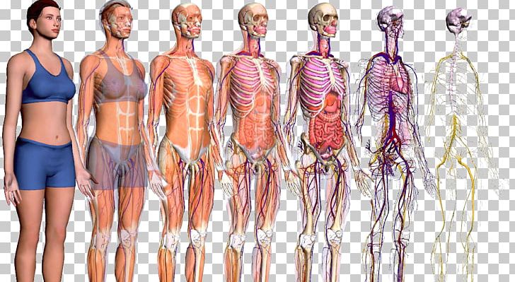 Human Body ZygoteBody Anatomy Homo Sapiens Explorers To The New World PNG, Clipart, Abdomen, Abdominal Cavity, Anatomy, Arm, Body Free PNG Download