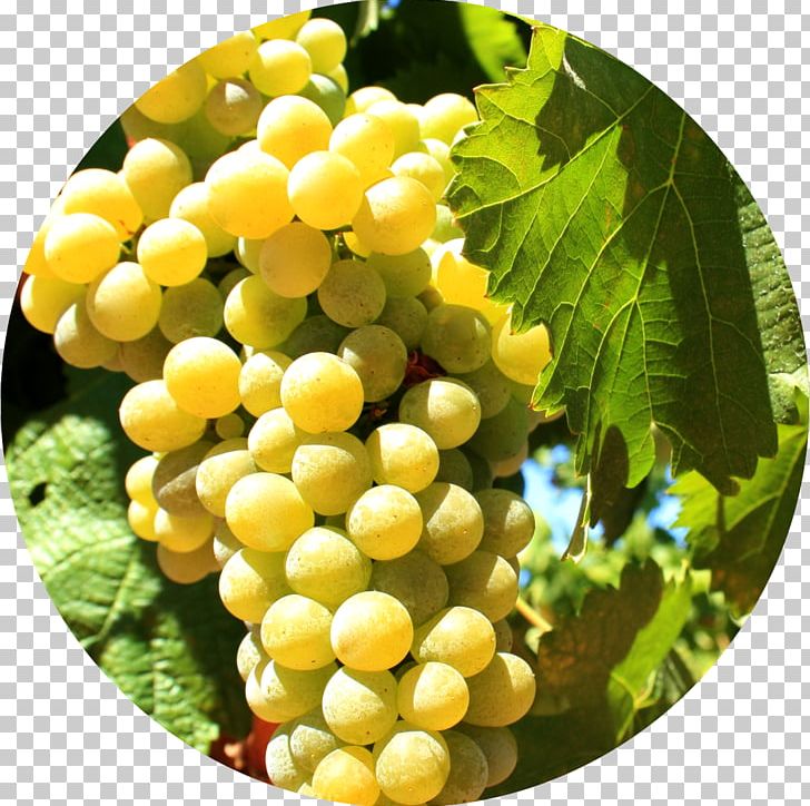 Sultana Alicante Bouschet Varietal France Grape PNG, Clipart, Common Grape Vine, Food, France, Fruit, Grape Free PNG Download