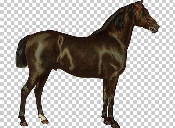 Criollo Thoroughbred American Quarter Horse Arabian Horse Stallion PNG, Clipart, American Quarter Horse, Arabian, Coach, Horse, Horse Supplies Free PNG Download