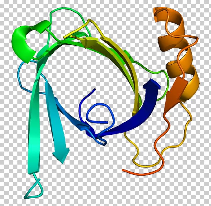 Lipocalin-2 Lipocalin 1 Protein Protease PNG, Clipart, Artwork, Cysteine Protease, Enzyme Inhibitor, Extracellular, Gene Free PNG Download