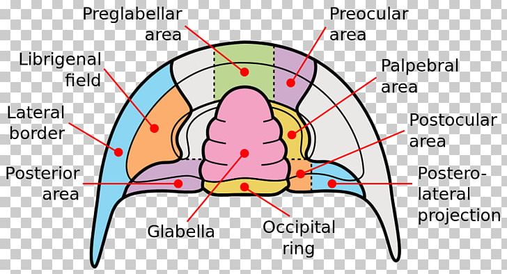 Trilobite QAPF Diagram Cephalon Glabella PNG, Clipart, Angle, Antenna, Area, Arthropod, Cartoon Free PNG Download