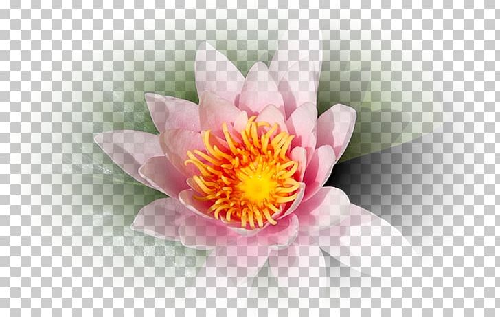 Corel Flower Petal PNG, Clipart, Closeup, Computer, Computer Wallpaper, Corel, Desktop Wallpaper Free PNG Download