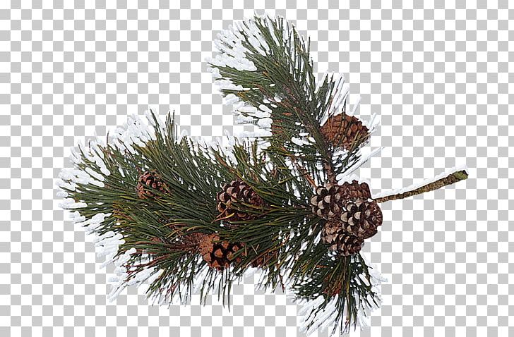 Pine Conifer Cone Spruce PNG, Clipart, Branch, Christmas Ornament, Conifer, Conifer Cone, Data Free PNG Download