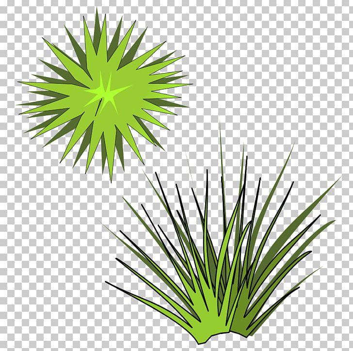 Plant PNG, Clipart, Arecales, Botany, Cactaceae, Flower, Flowering Plant Free PNG Download
