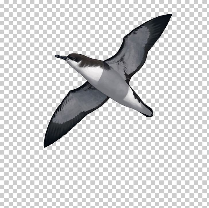 Seabird Manx Shearwater Water Bird Great-winged Petrel PNG, Clipart, Animals, Beak, Bird, Bird Nest, Black And White Free PNG Download