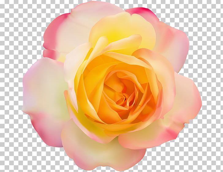 Yellow PNG, Clipart, Beach Rose, China Rose, Clip Art, Closeup, Cut Flowers Free PNG Download