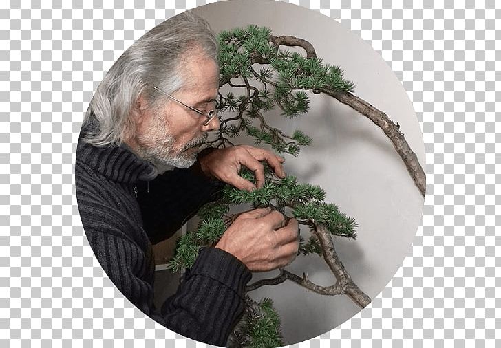 Mistral Bonsai Tree Salon Jean Raymond 8 De Octubre Avenue PNG, Clipart, 2017, Bonsai, Houseplant, Mathematical Proof, Mistral Bonsai Free PNG Download