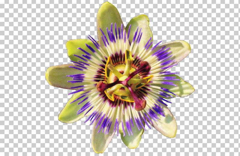 Flower Passion Flower Passion Flower Family Purple Passionflower Plant PNG, Clipart, Flower, Giant Granadilla, Passion Flower, Passion Flower Family, Petal Free PNG Download
