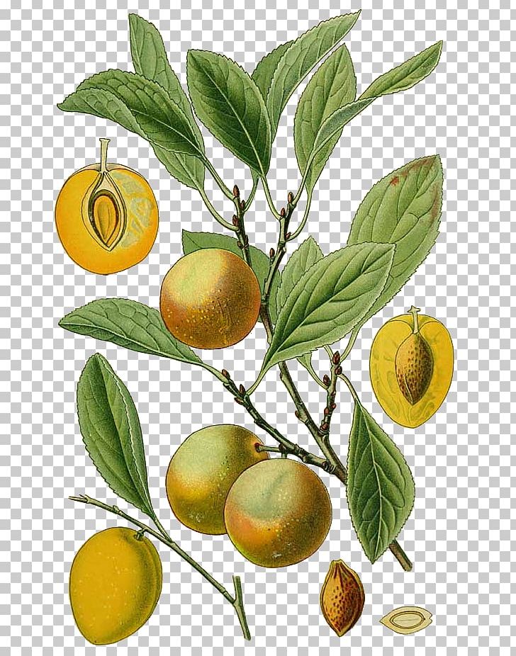 Bitter Orange Blackthorn Peach Fruit Tree Botany PNG, Clipart, Bitter Orange, Blackthorn, Botanical Illustration, Botany, Branch Free PNG Download