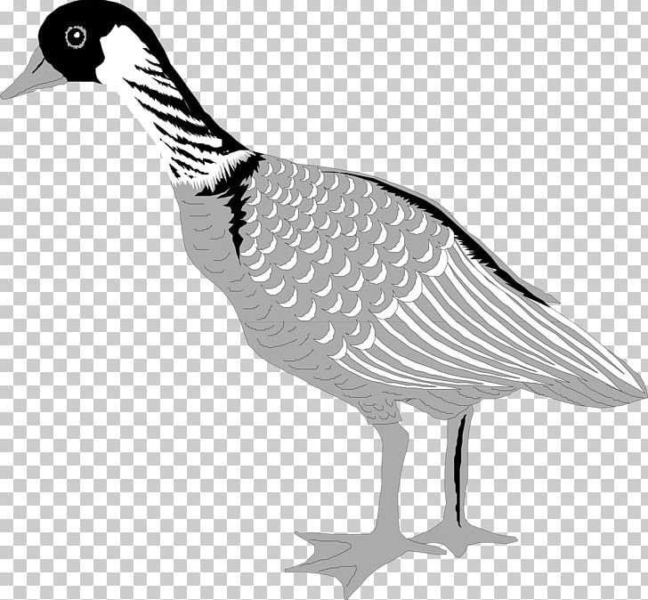 Domestic Goose Duck Bird Greylag Goose PNG, Clipart, Animal, Animals, Anseriformes, Beak, Bird Free PNG Download